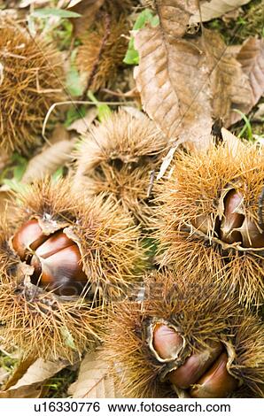 Stock Photograph - Chestnuts in Burs. Fotosearch
