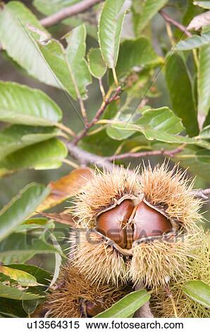 Stock Photography - Chestnuts in Burs. Fotosearch