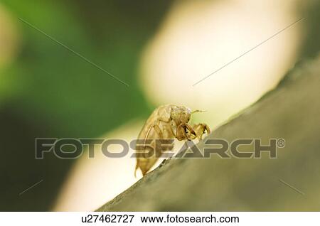 Stock Photo - Cicada shell. Fotosearch