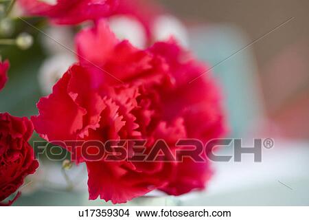 Close-up of a carnation View Large Photo Image Picture - Close-up of a carnation. Fotosearch