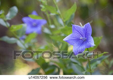 Stock Photograph - Close-up of a purple balloon flower. Fotosearch