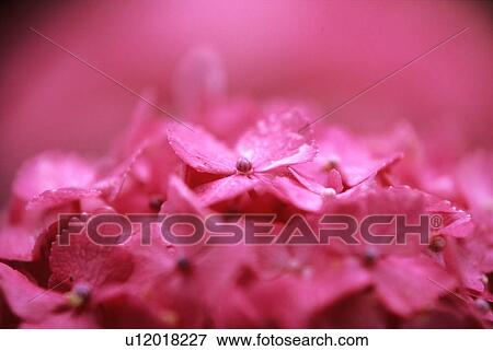 Stock Photo - Close-up of pink hydrangea flowers. Fotosearch