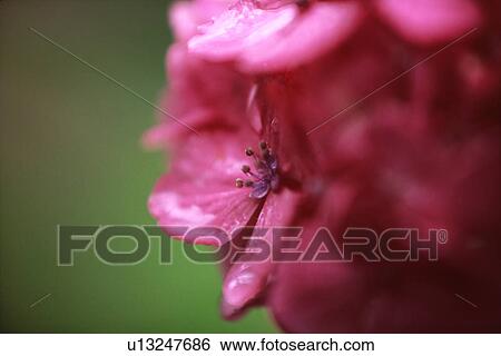 Stock Photograph - Close-up of pink hydrangea flowers. Fotosearch