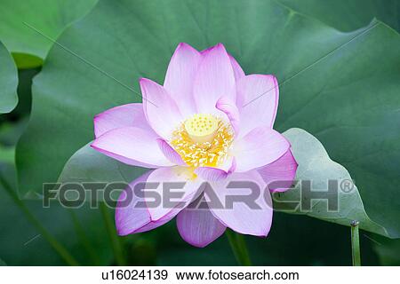 Close-up of pink lotus flower View Large Photo Image Stock Photo - Close-up of pink lotus flower. Fotosearch