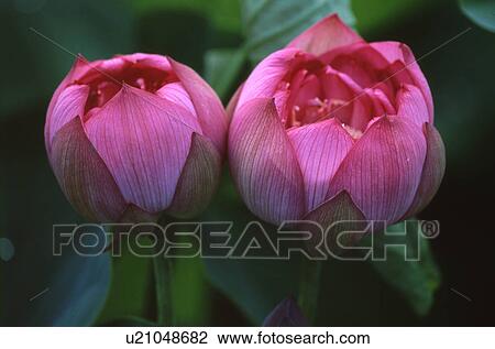 Close-up of pink lotus flowers View Large Photo Image Stock Image - Close-up of pink lotus flowers. Fotosearch