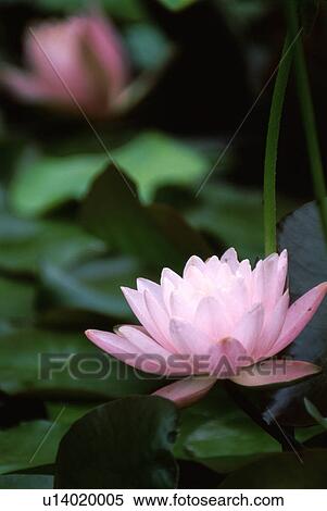 Close-up of pink lotus flowers View Large Photo Image Stock Photography - Close-up of pink lotus flowers. Fotosearch