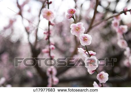 Stock Image - Close-up of pink plum blossom flowers. Fotosearch