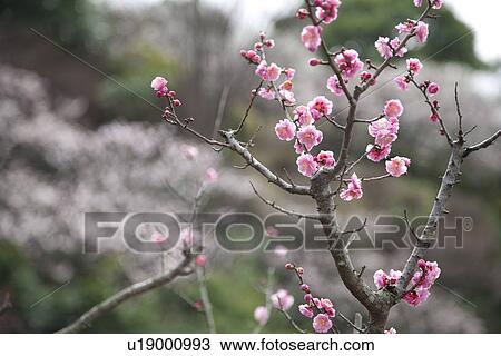 Stock Image - Close-up of pink plum blossom flowers. Fotosearch