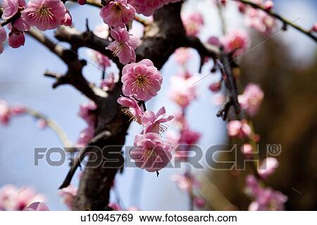 Stock Photo - Close-up of pink plum blossom flowers. Fotosearch