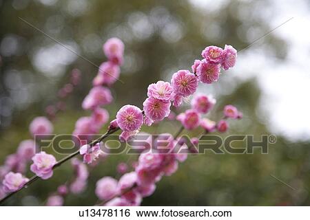 Close-up of pink plum blossom flowers View Large Photo Image Stock Photograph - Close-up of pink plum blossom flowers. Fotosearch
