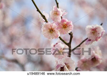 Stock Photograph - Close-up of pink plum blossom flowers. Fotosearch