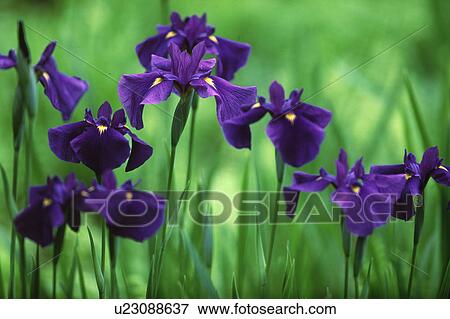 Close-up of purple rabbitear iris flowers View Large Photo Image Stock Photo - Close-up of purple rabbitear iris flowers. Fotosearch