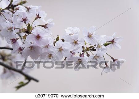Stock Image - Close-up of white cherry blossom flowers. Fotosearch