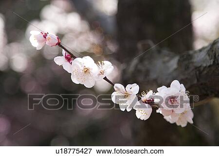 Stock Photo - Close-up of white plum blossom flowers. Fotosearch