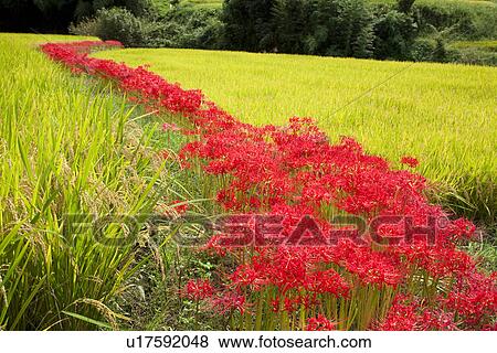 Cluster amaryllis and a paddy field View Large Photo Image Stock Photo - Cluster amaryllis and a paddy field. Fotosearch