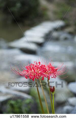 Stock Photo - Cluster amaryllis. Fotosearch