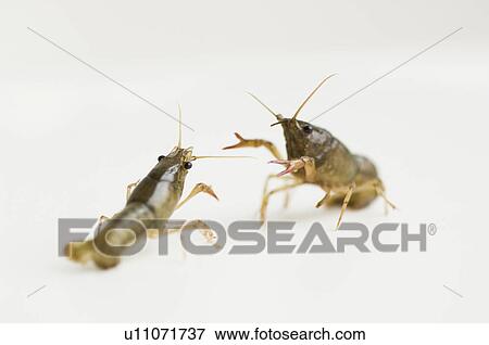 Stock Photo - Crayfish fighting. Fotosearch