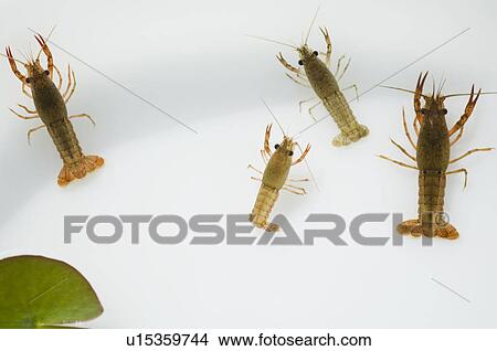 Crayfish swimming View Large Photo Image Picture - Crayfish swimming. Fotosearch