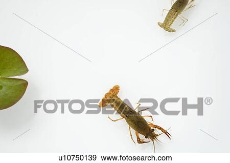 Stock Photo - Crayfish swimming. Fotosearch