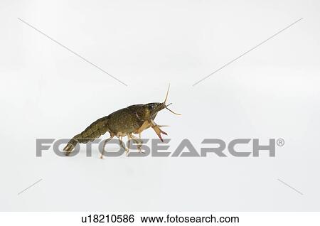 Stock Photograph - Crayfish walking. Fotosearch