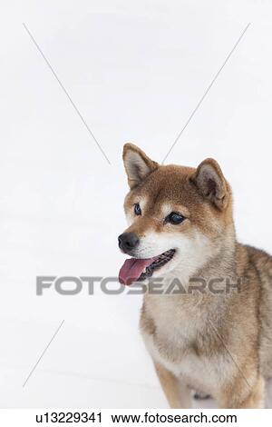 Cute dog View Large Photo Image Stock Image - Cute dog. Fotosearch