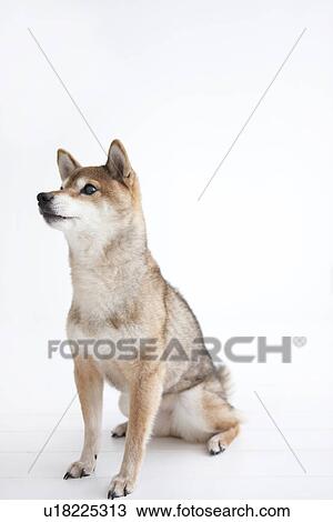Cute dog View Large Photo Image Stock Image - Cute dog. Fotosearch
