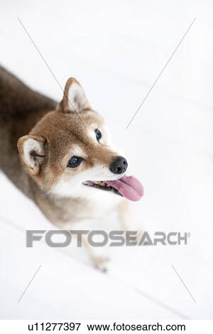 Cute dog View Large Photo Image Stock Photo - Cute dog. Fotosearch