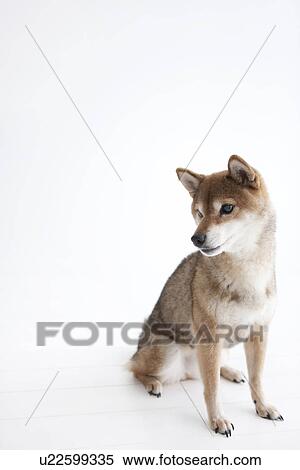 Cute dog View Large Photo Image Stock Photography - Cute dog. Fotosearch