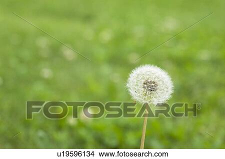 Picture - Dandelion clock. Fotosearch