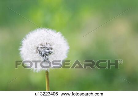 Stock Photograph - Dandelion clock. Fotosearch