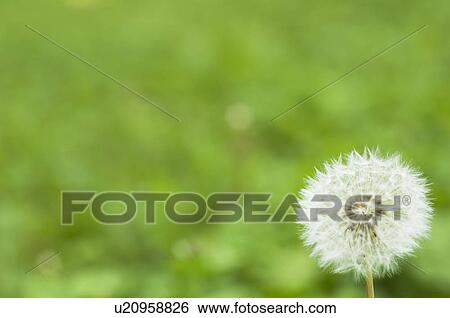 Stock Photograph - Dandelion clock. Fotosearch