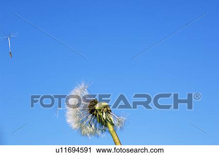 Dandelion clock with seedlings flying away in the wind View Large Photo Image Stock Image - Dandelion clock with seedlings flying away in the wind. Fotosearch
