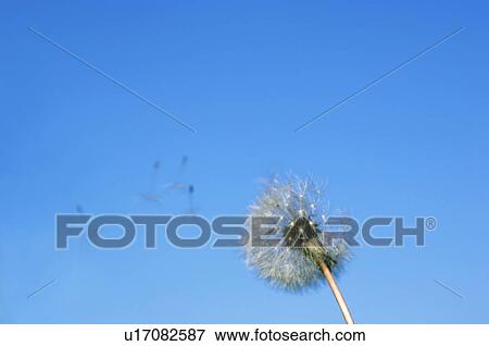 Dandelion clock with seedlings flying away in the wind View Large Photo Image Stock Photo - Dandelion clock with seedlings flying away in the wind. Fotosearch