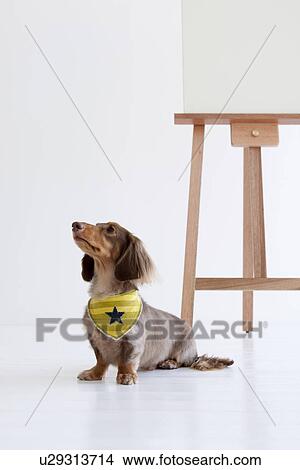 Picture - Daschund and an easel. Fotosearch