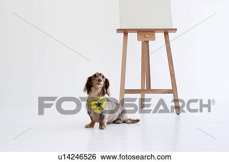 Stock Photograph - Daschund and an easel. Fotosearch