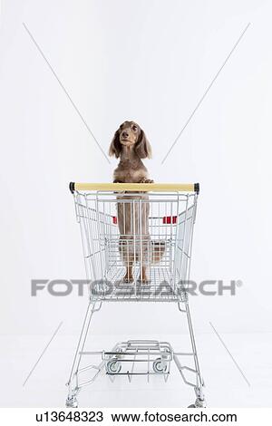 Daschund in a shopping cart View Large Photo Image Stock Image - Daschund in a shopping cart. Fotosearch