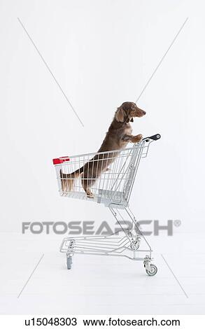 Daschund in a shopping cart View Large Photo Image Stock Image - Daschund in a shopping cart. Fotosearch