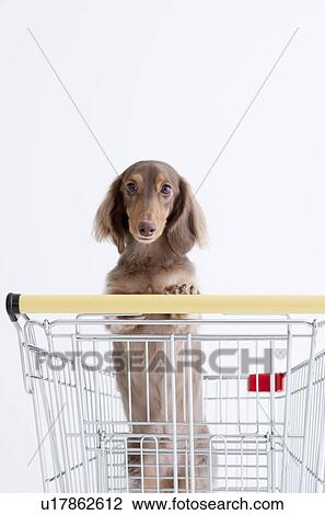 Daschund in a shopping cart View Large Photo Image Stock Image - Daschund in a shopping cart. Fotosearch