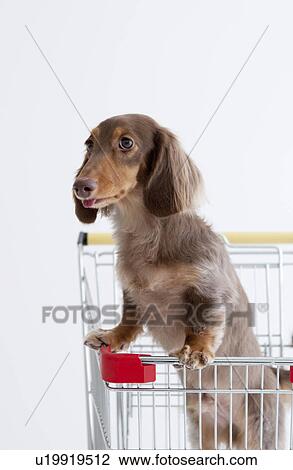 Daschund in a shopping cart View Large Photo Image Stock Image - Daschund in a shopping cart. Fotosearch