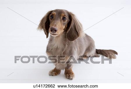 Daschund View Large Photo Image Stock Image - Daschund. Fotosearch