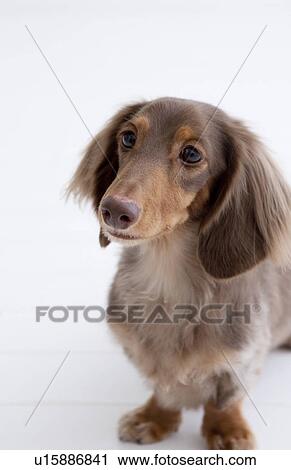 Stock Image - Daschund. Fotosearch