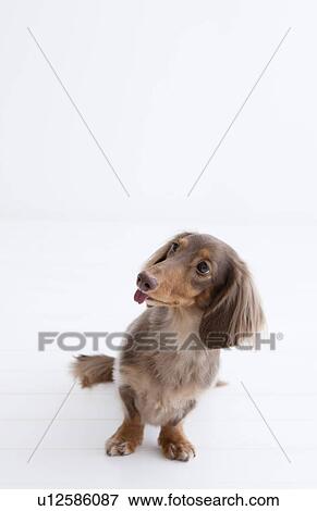 Daschund View Large Photo Image Stock Photo - Daschund. Fotosearch