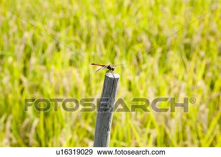Stock Photo - Dragonfly perched on stick. Fotosearch