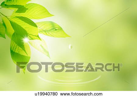 Stock Image - Drop falling off green leaves into water. Fotosearch