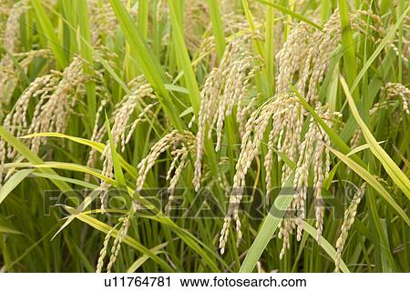 Stock Image - Ear of rice. Fotosearch