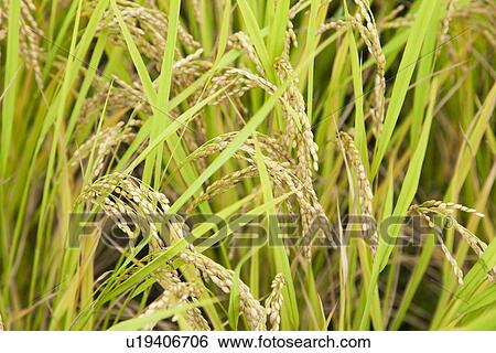 Ear of rice View Large Photo Image Stock Photograph - Ear of rice. Fotosearch