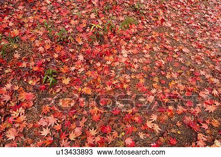 Stock Image - Fallen Japanese maple leaves on forest floor in autumn. Fotosearch