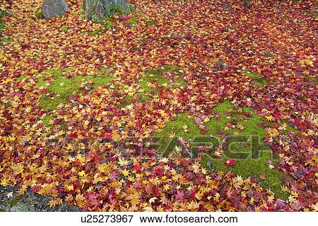 Stock Photo - Fallen Japanese maple leaves on forest floor in autumn. Fotosearch