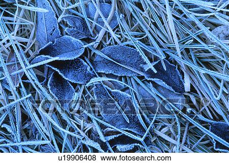 Stock Photo - Fallen leaves with frost. Fotosearch