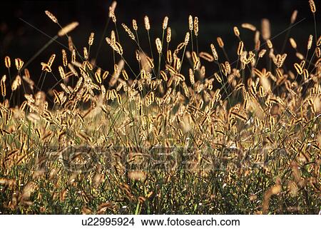 Picture - Field of bristle grass. Fotosearch